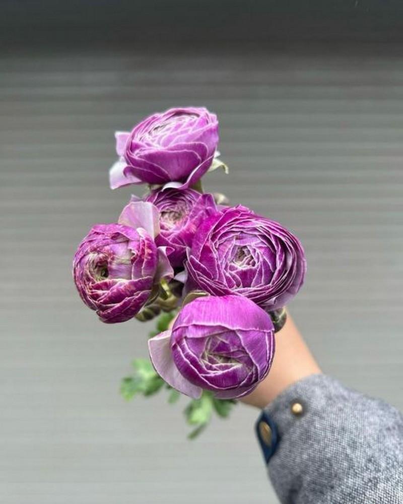 Bó hoa mao lương tím thủy chung